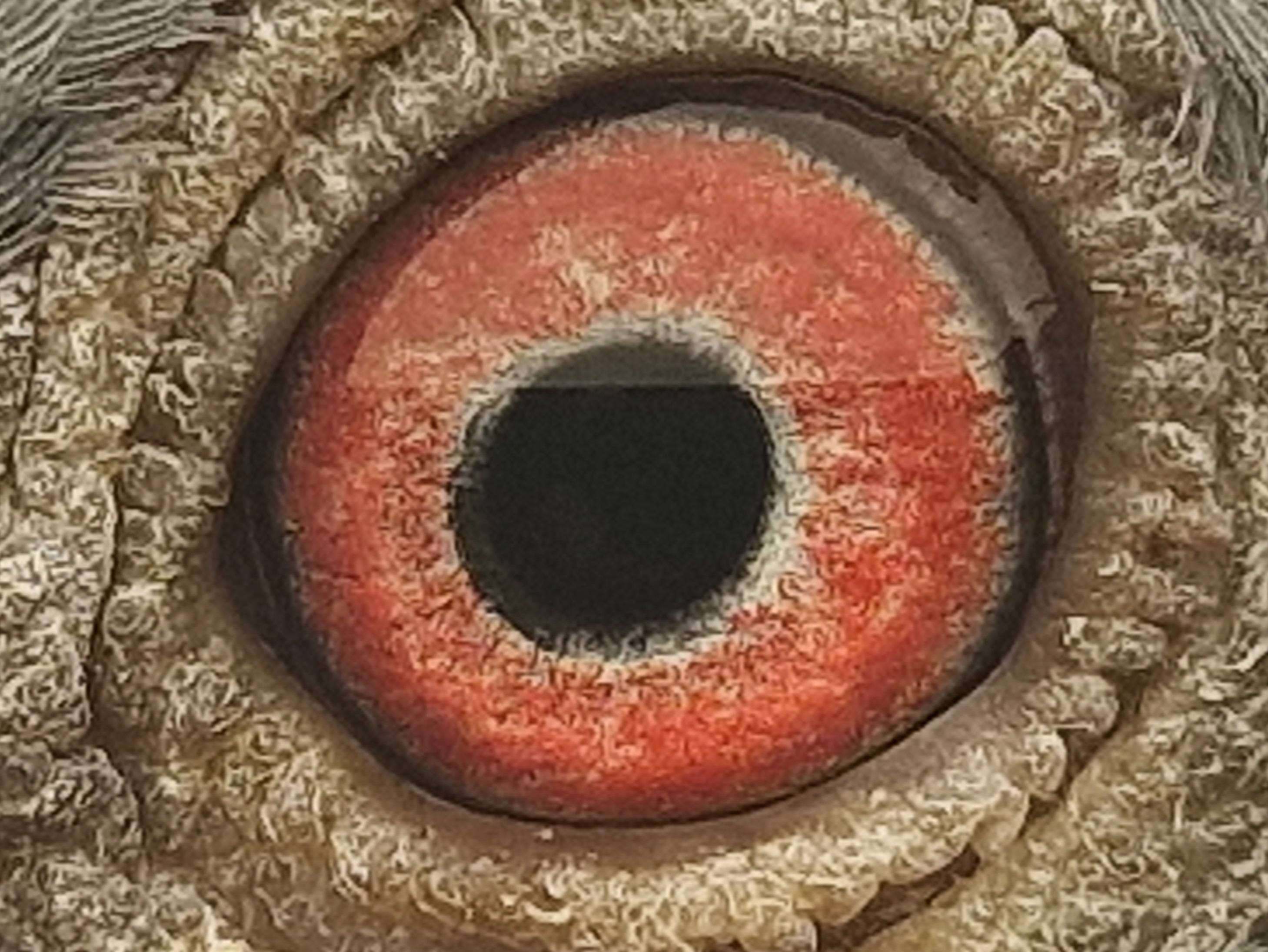 Pigeon eye